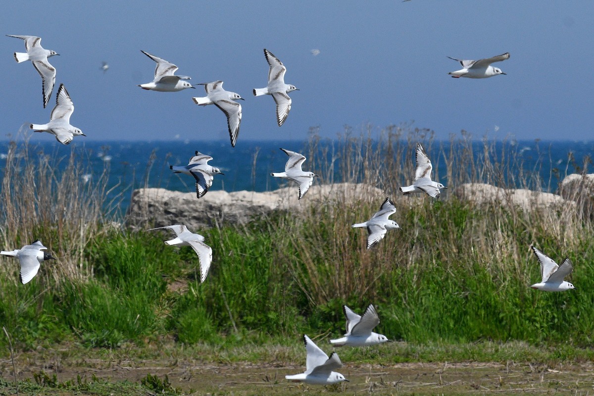 Bonaparte's Gull - Joel Trick