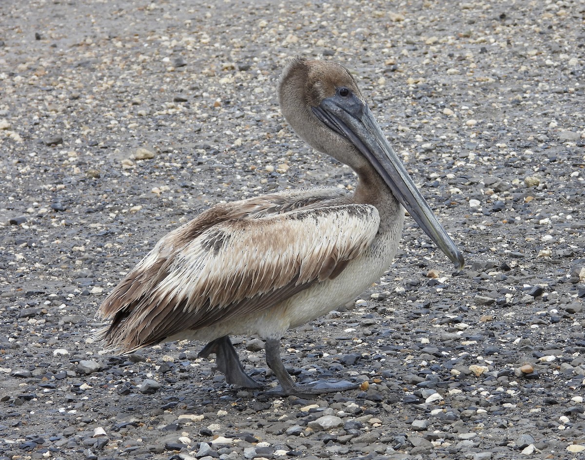 pelikán hnědý - ML618932521