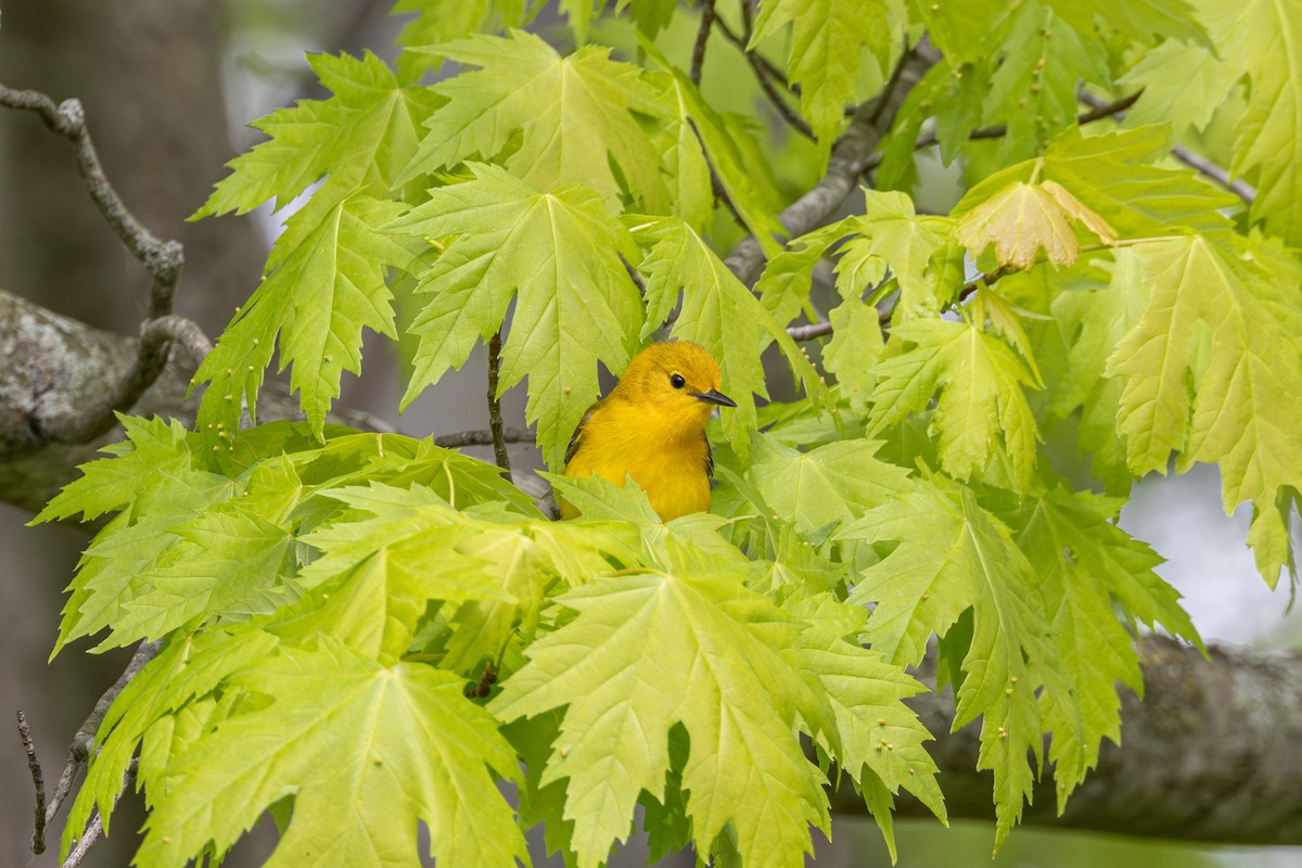 Prothonotary Warbler - ML618932538