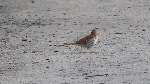 Brown Thrasher - ML618932539