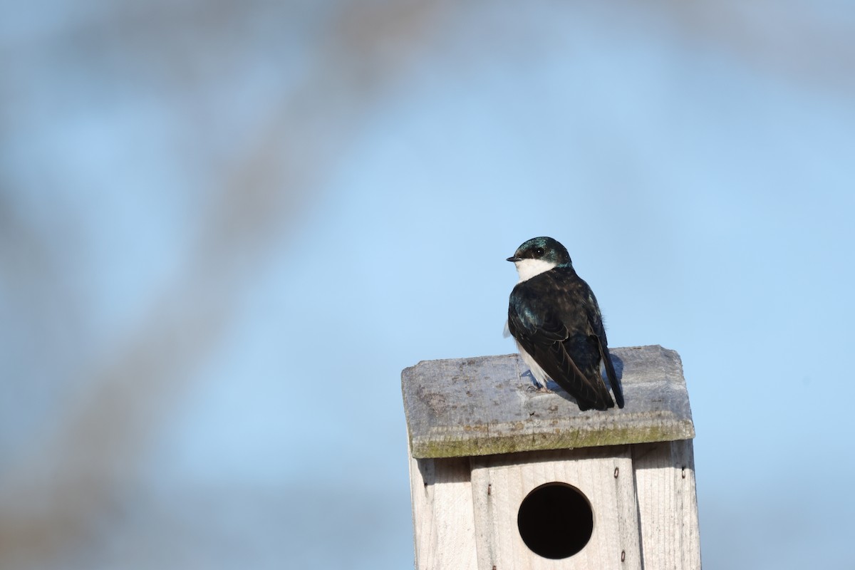 Tree Swallow - ML618932617