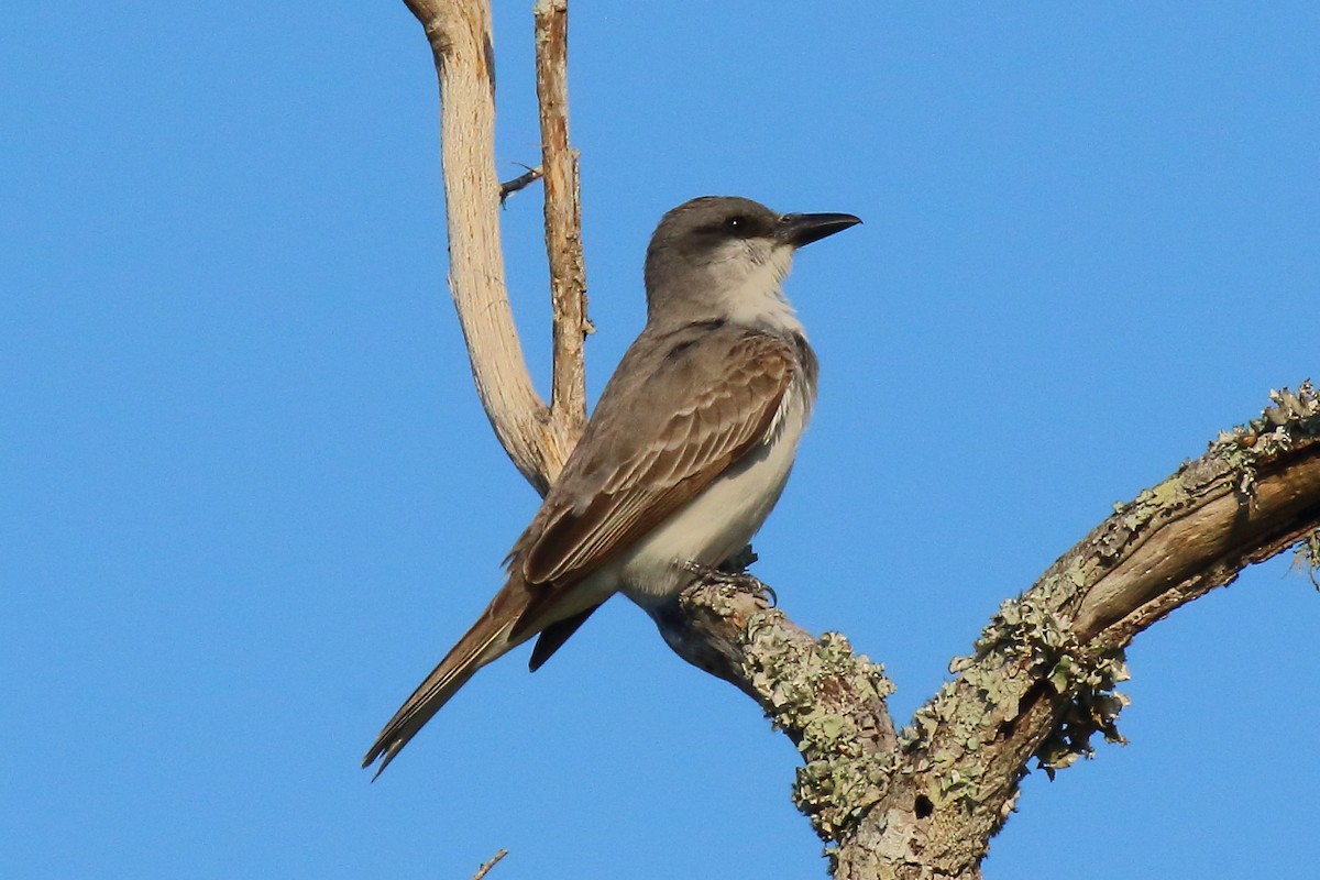 Gray Kingbird - Doug Beach