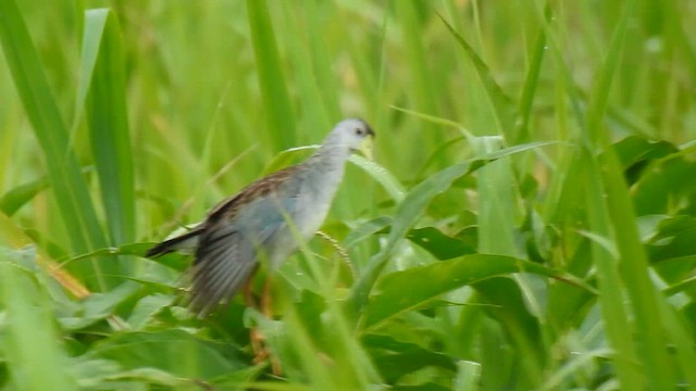 Azure Gallinule - ML618932627