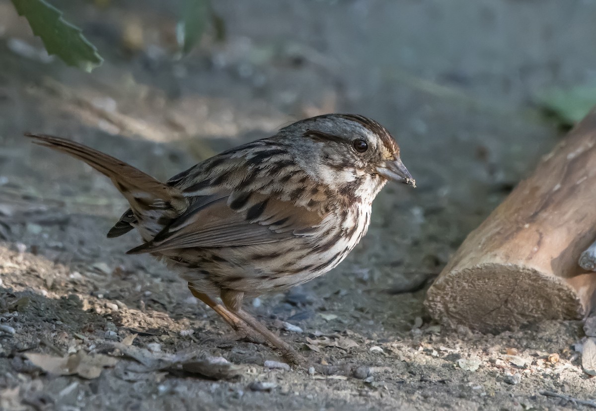 Song Sparrow - Daniel Ward