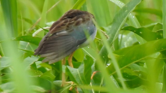 Azure Gallinule - ML618932631