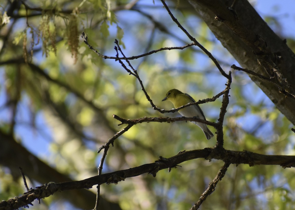 Yellow-throated Vireo - ML618932639