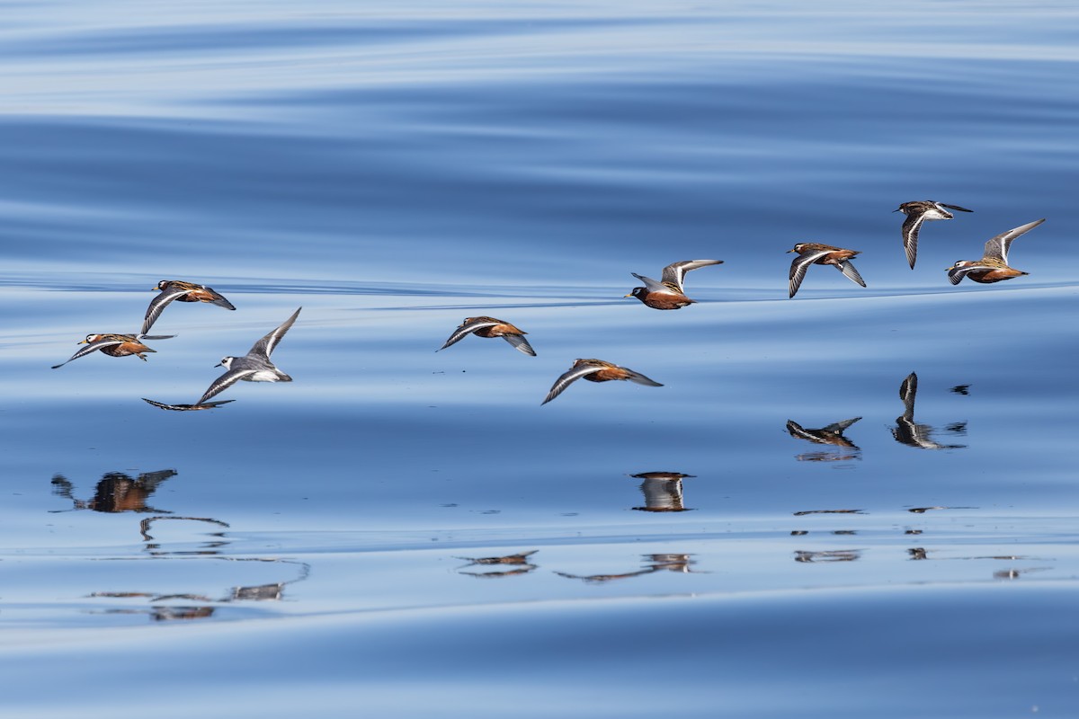 Phalarope à bec large - ML618932644