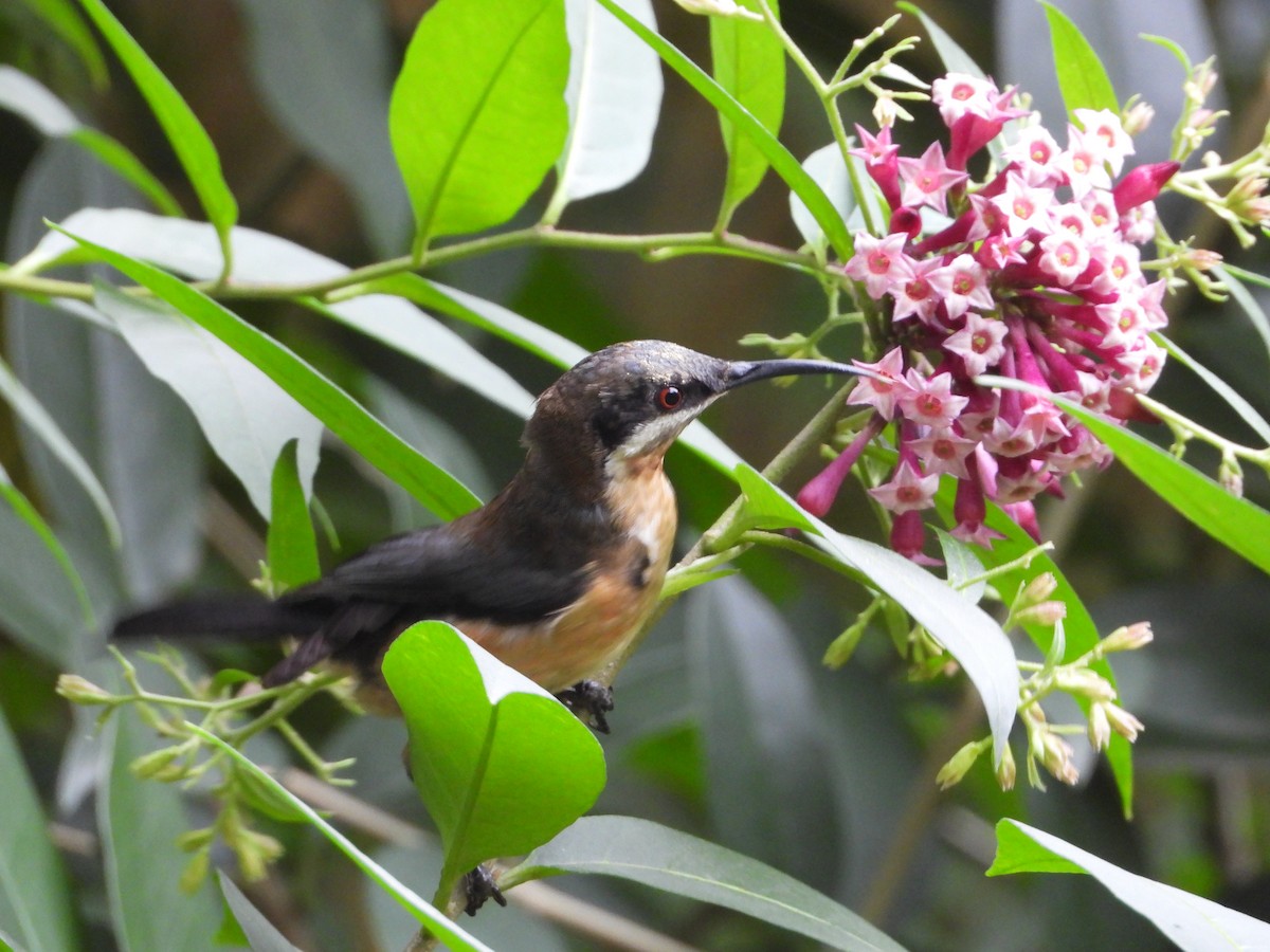 Eastern Spinebill - troy and karyn zanker