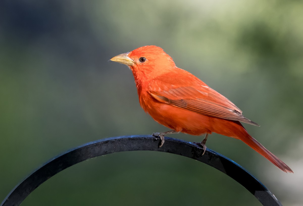 Summer Tanager - Daniel Ward