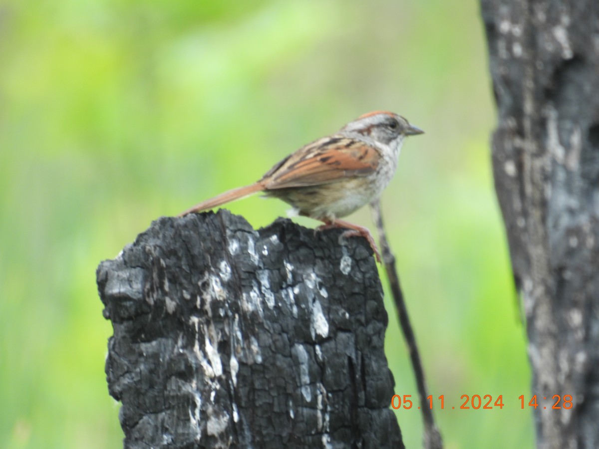 Swamp Sparrow - Jennifer Percival