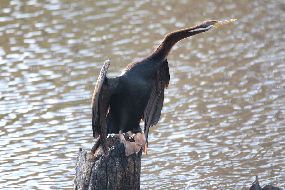 Australasian Darter - Meg V