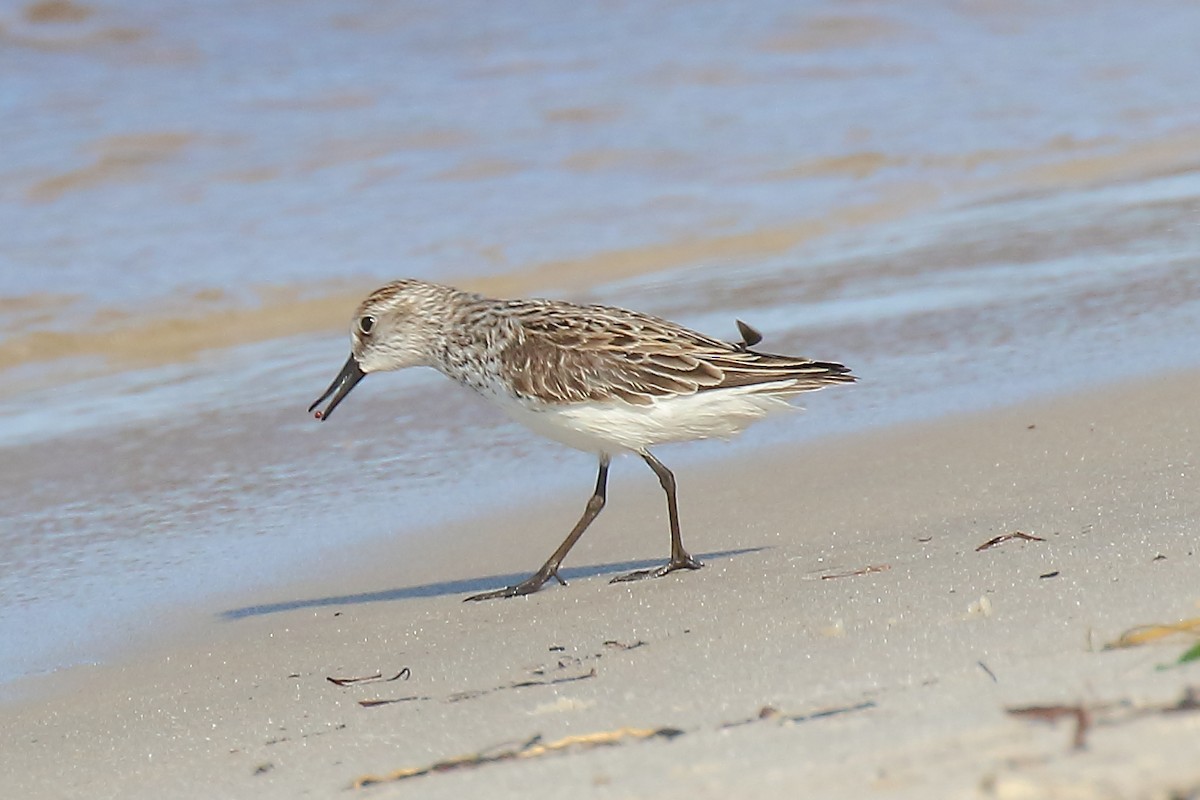 Semipalmated Sandpiper - Doug Beach