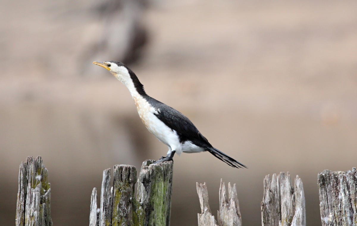 Little Pied Cormorant - Meg V