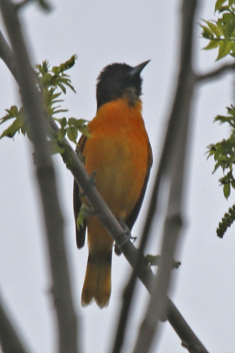 Baltimore Oriole - Joan and/or George Sims