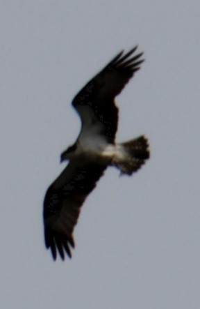 Balbuzard pêcheur (carolinensis) - ML618932686