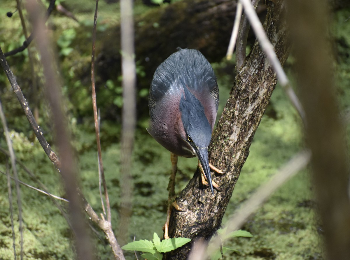 Green Heron - ML618932700