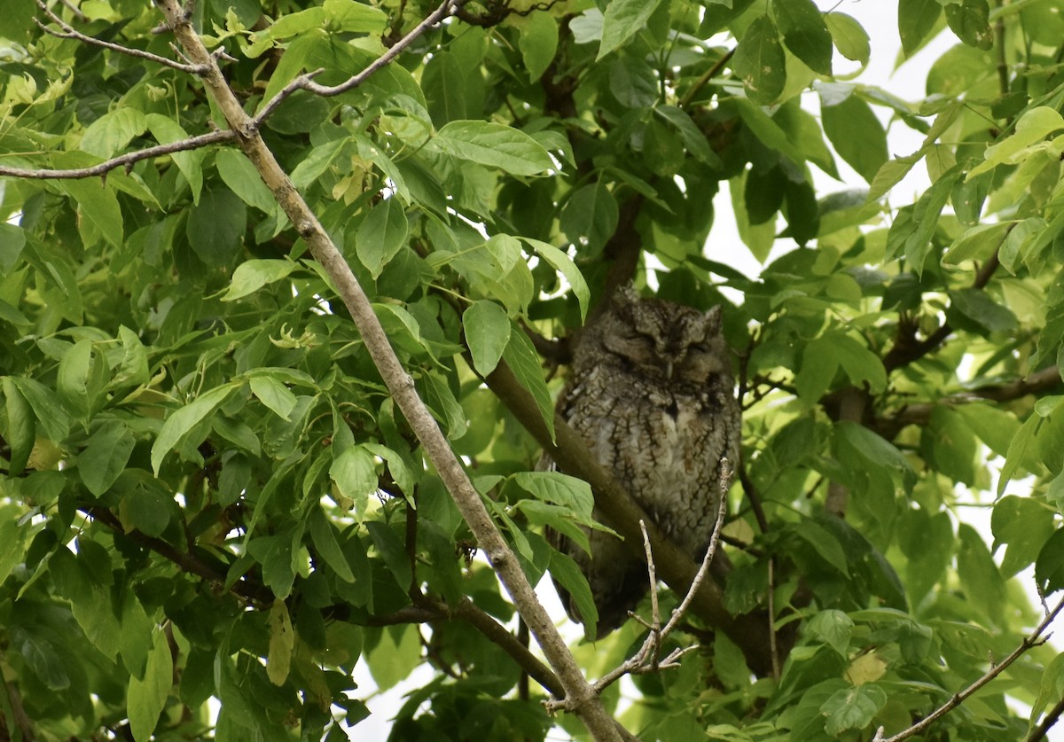Eastern Screech-Owl - ML618932709