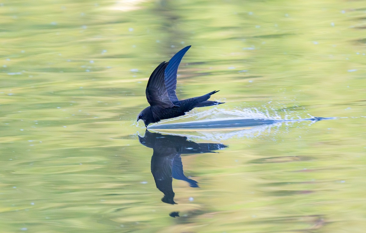 Common Swift - Dong Yan