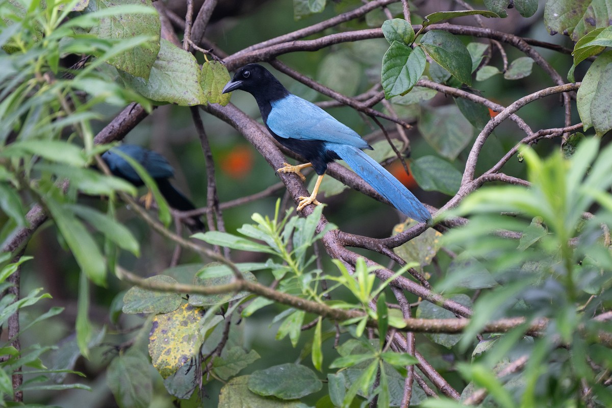 Yucatan Jay - Lawrence Brouwer