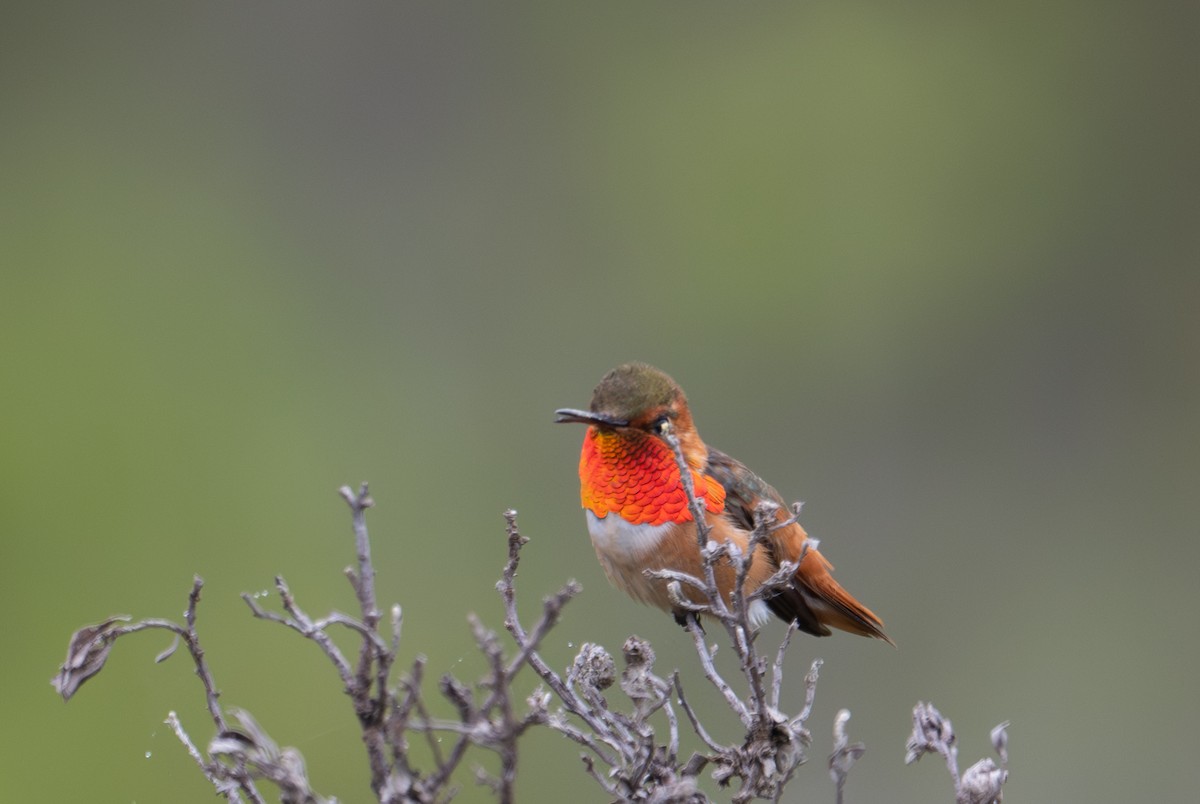 Allen's Hummingbird - Herb Elliott