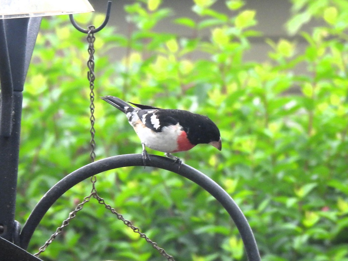 Rose-breasted Grosbeak - James Jarosz