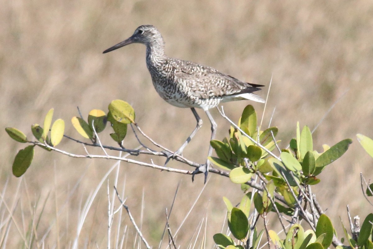 Willet - Rick Folkening