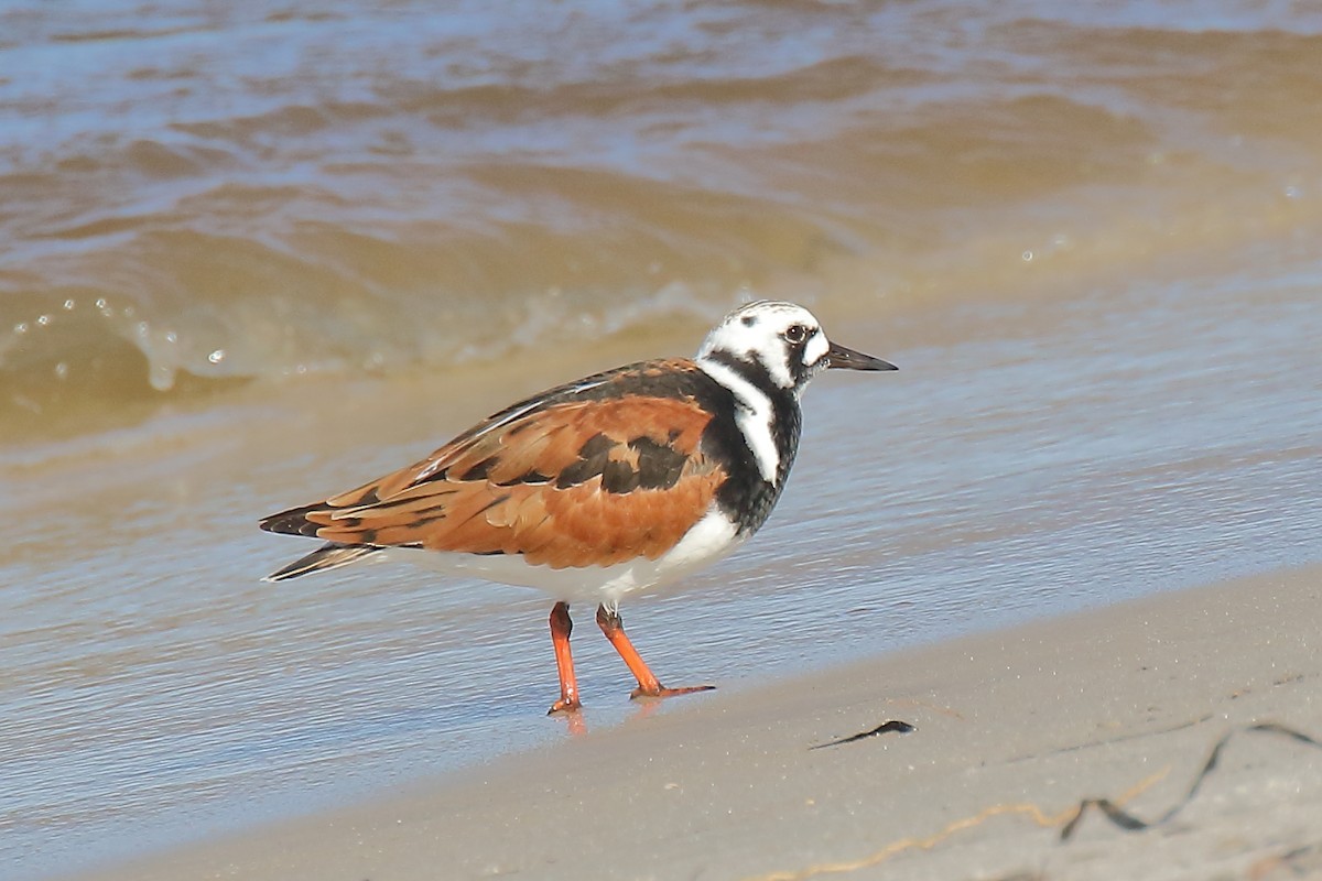 Ruddy Turnstone - Doug Beach