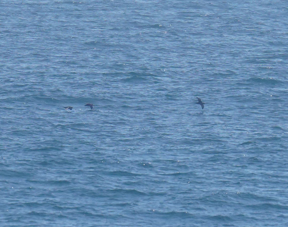 Sooty Shearwater - Olivares Barraza