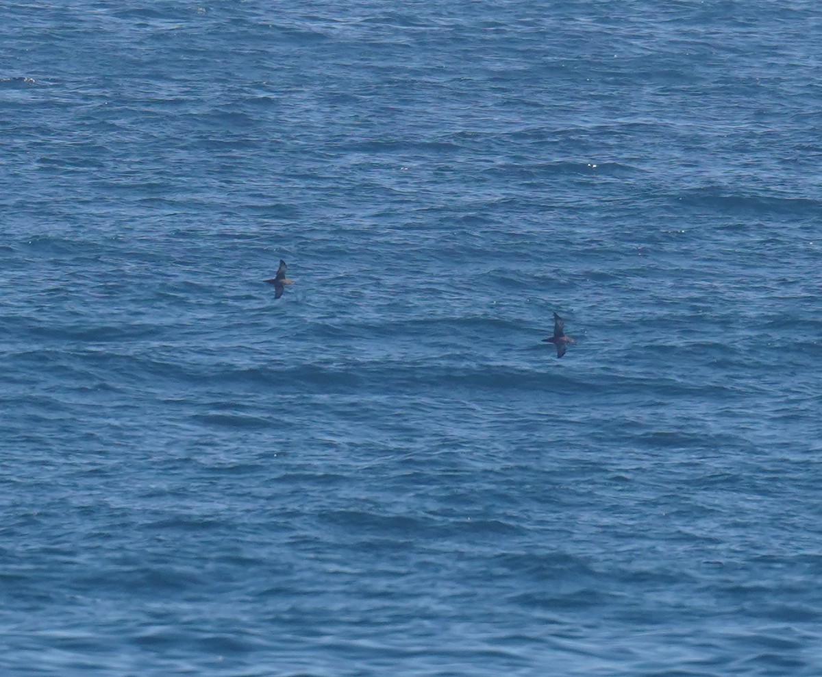 Sooty Shearwater - Olivares Barraza