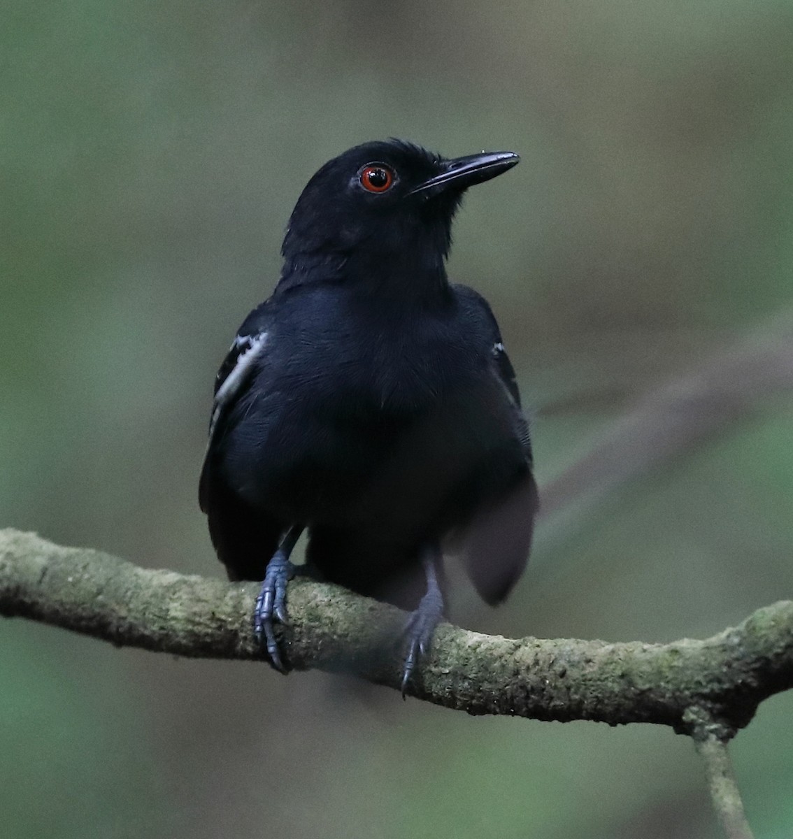 Black-tailed Antbird - David Ascanio
