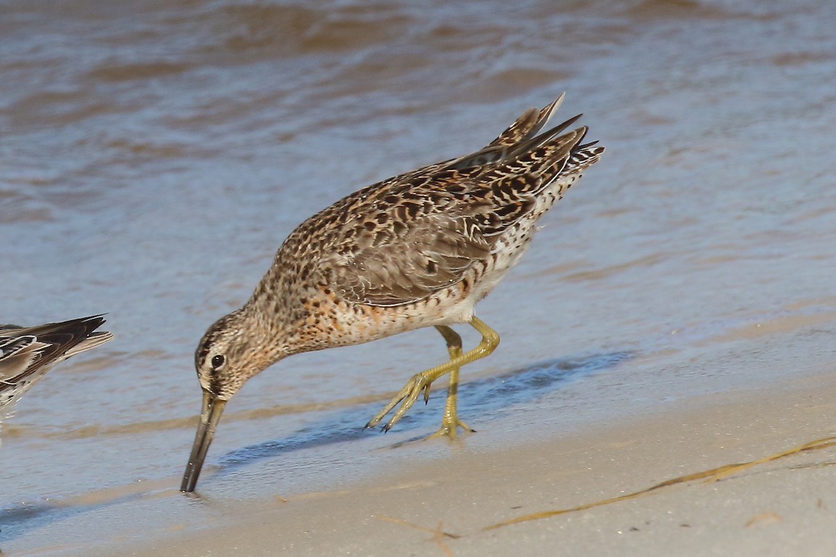 Short-billed Dowitcher - Doug Beach