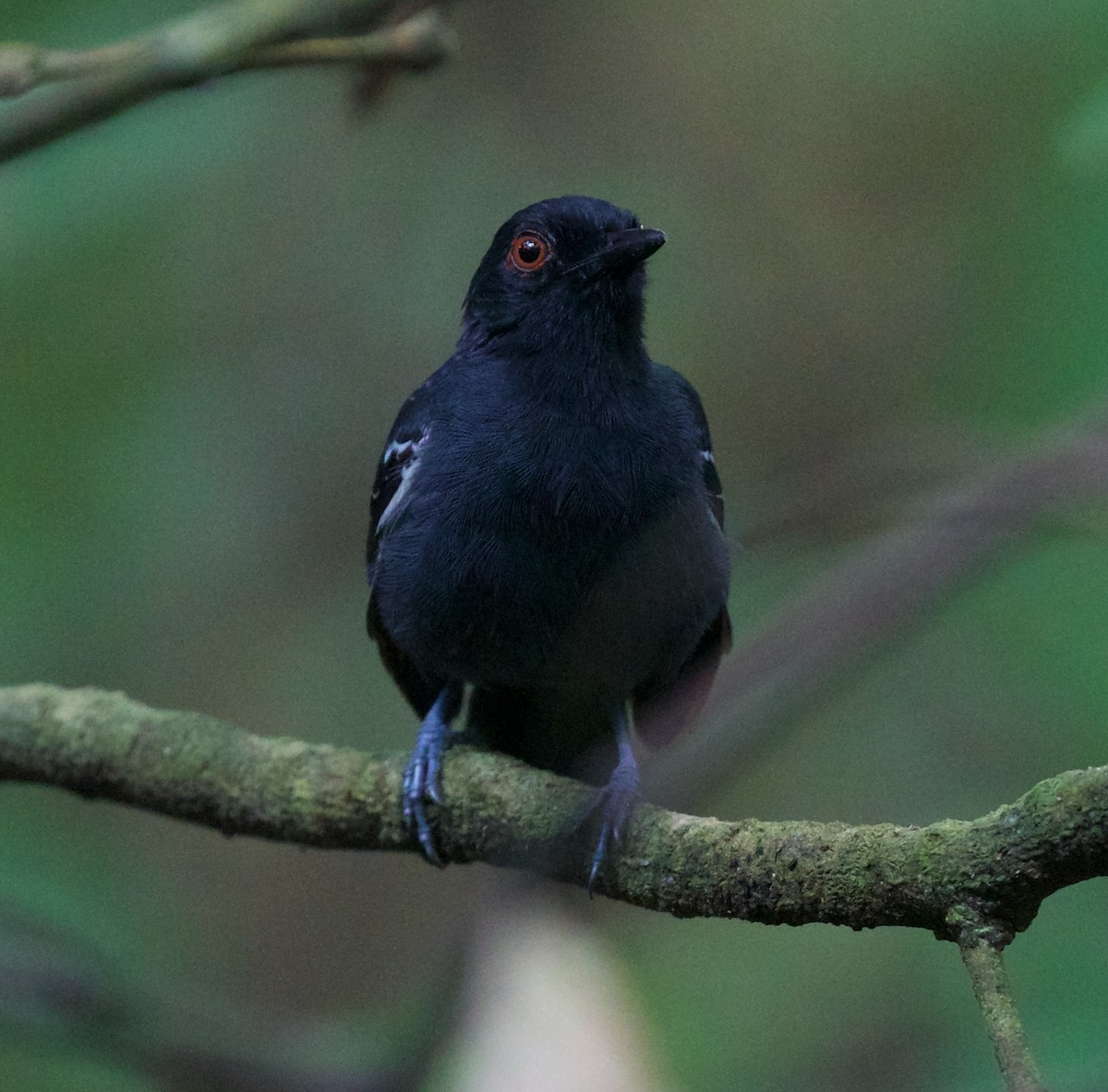 Black-tailed Antbird - David Ascanio