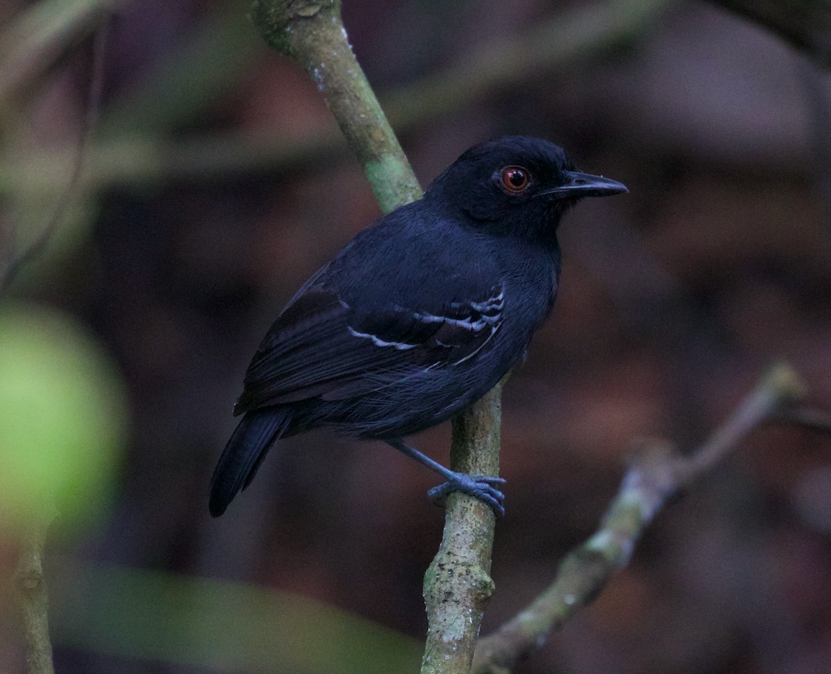 Black-tailed Antbird - David Ascanio