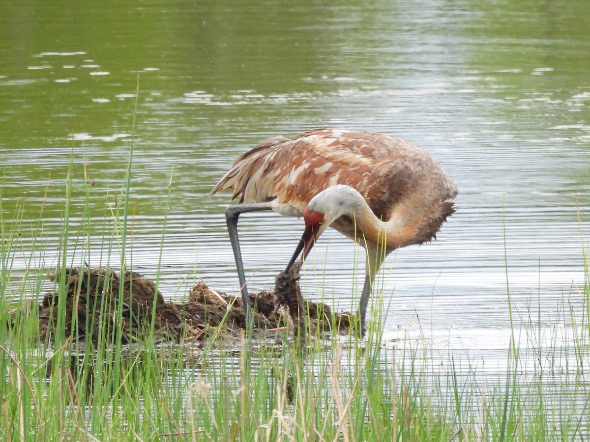 Sandhill Crane - ML618932831