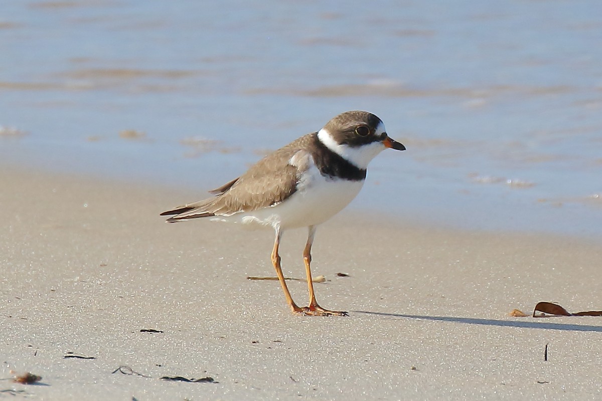 Semipalmated Plover - Doug Beach