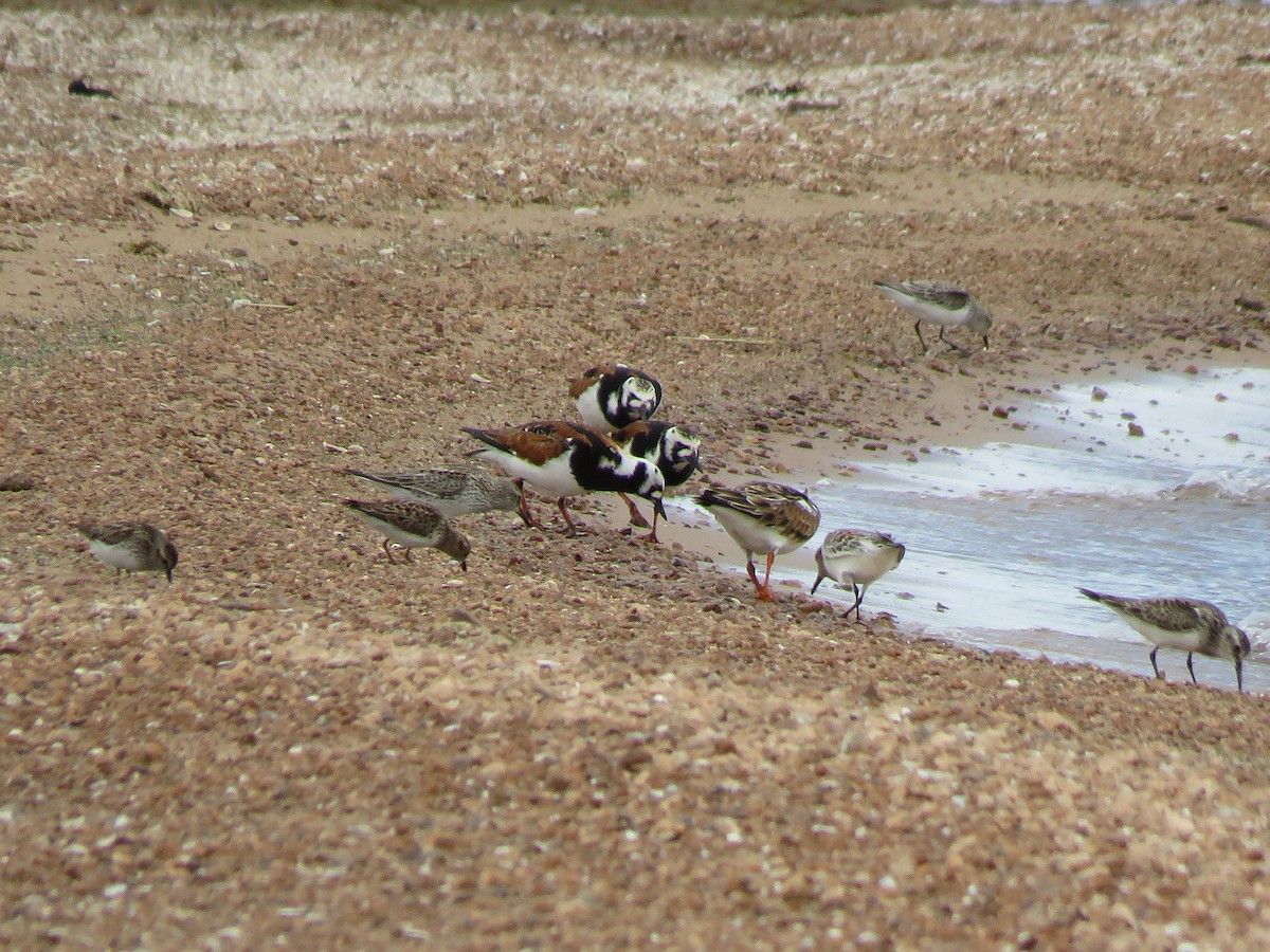 Ruddy Turnstone - Kevin Groeneweg