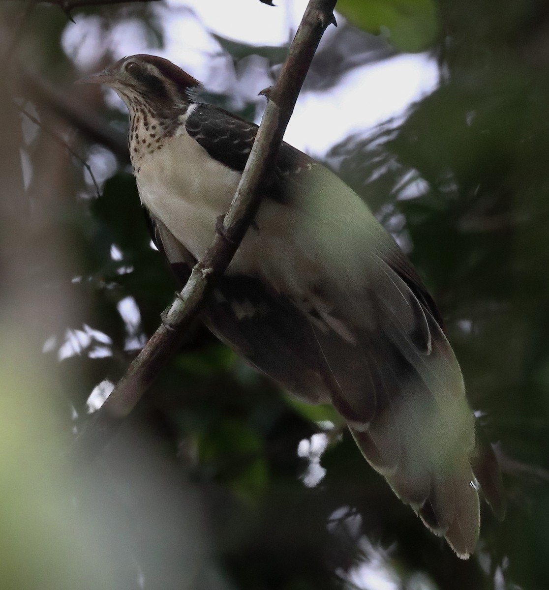 Pheasant Cuckoo - David Ascanio