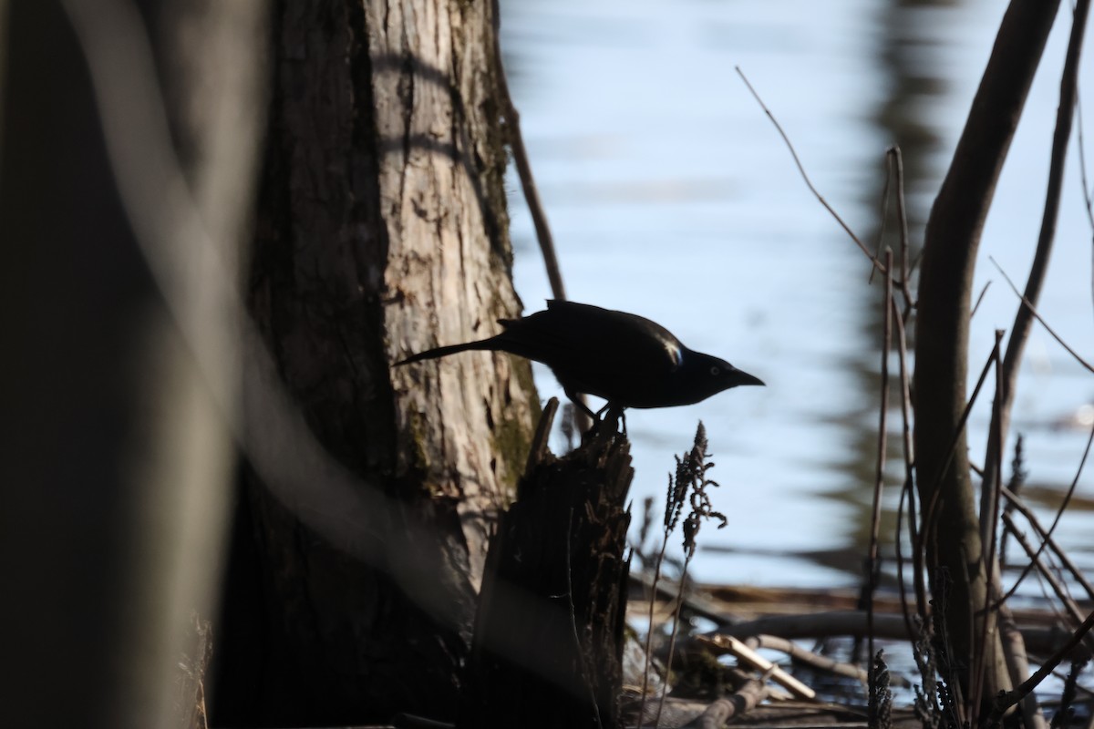 Common Grackle - ML618932866