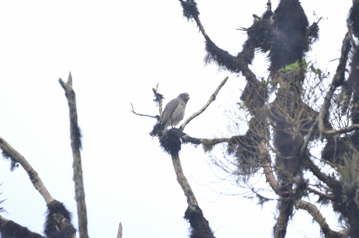 Roadside Hawk - ML618932884