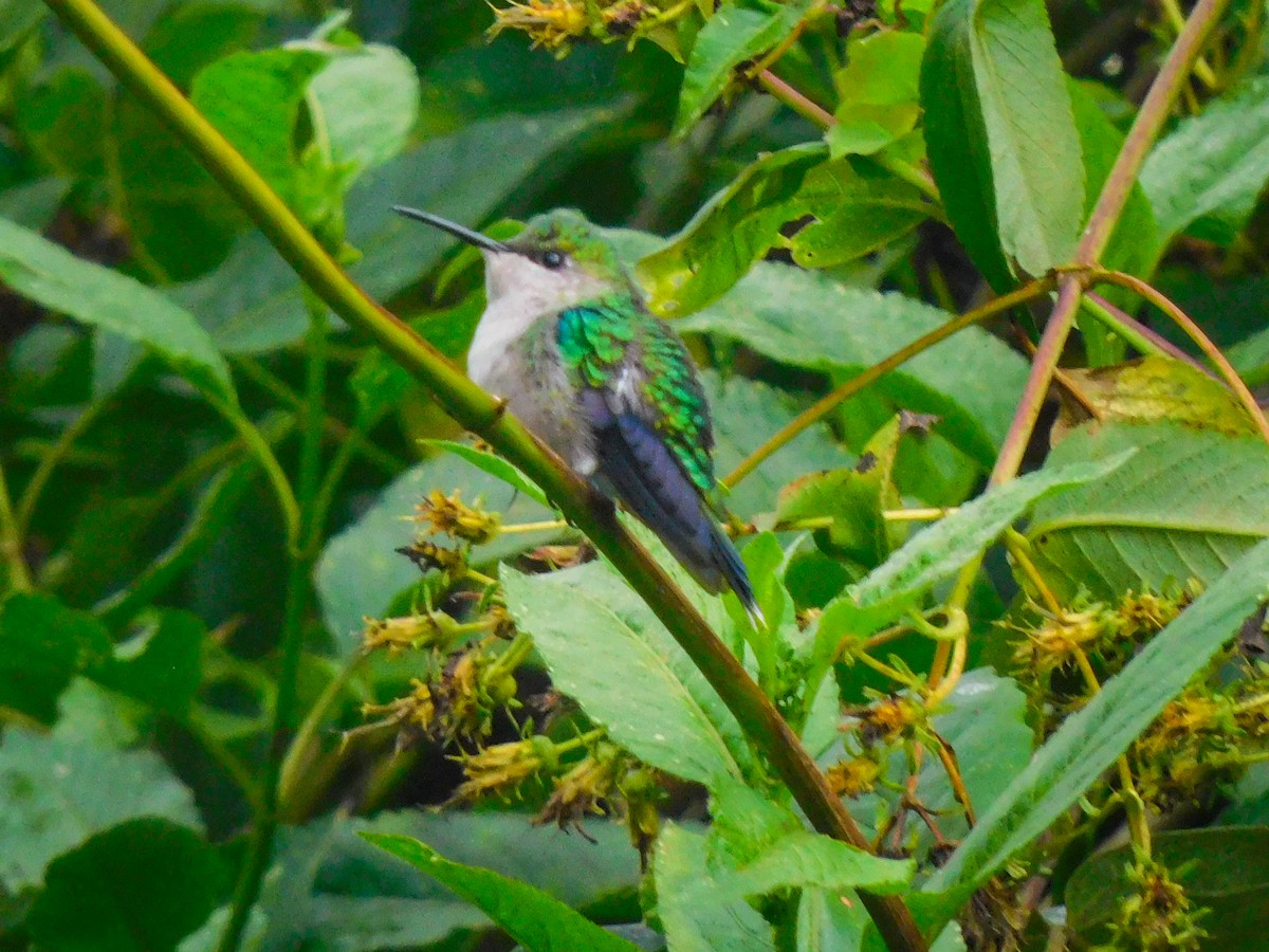 kolibřík vidloocasý - ML618932926