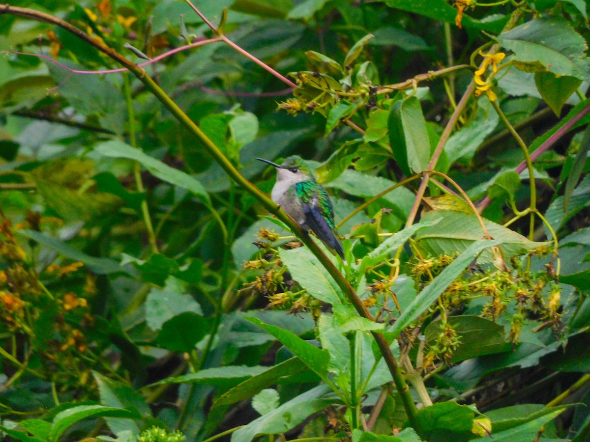 kolibřík vidloocasý - ML618932931