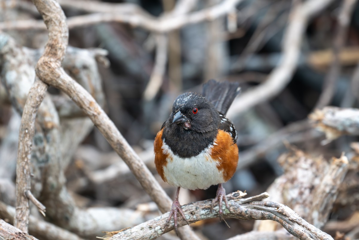 Spotted Towhee - Herb Elliott