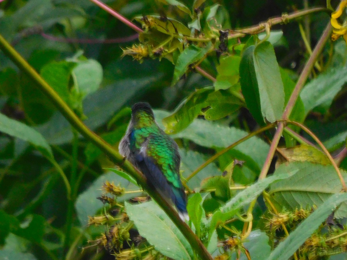 kolibřík vidloocasý - ML618932936