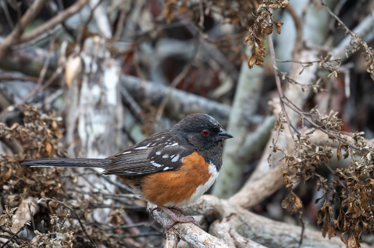 Spotted Towhee - Herb Elliott