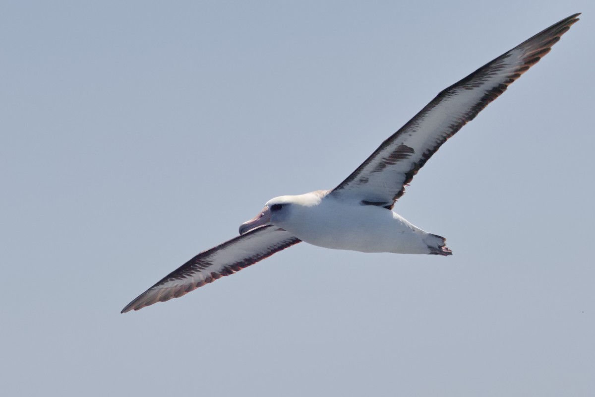 Laysan Albatross - Tim Bray