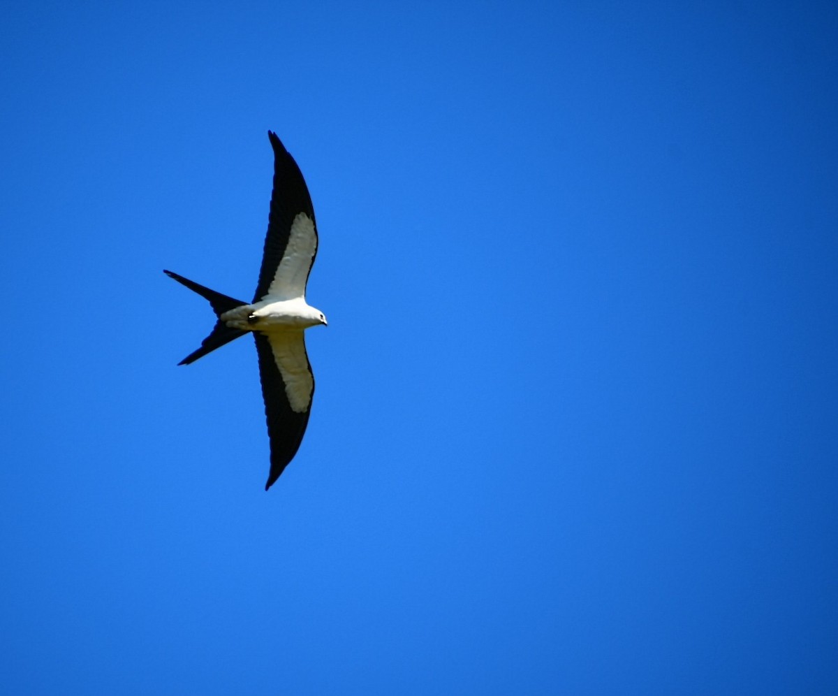 Swallow-tailed Kite - ML618932963