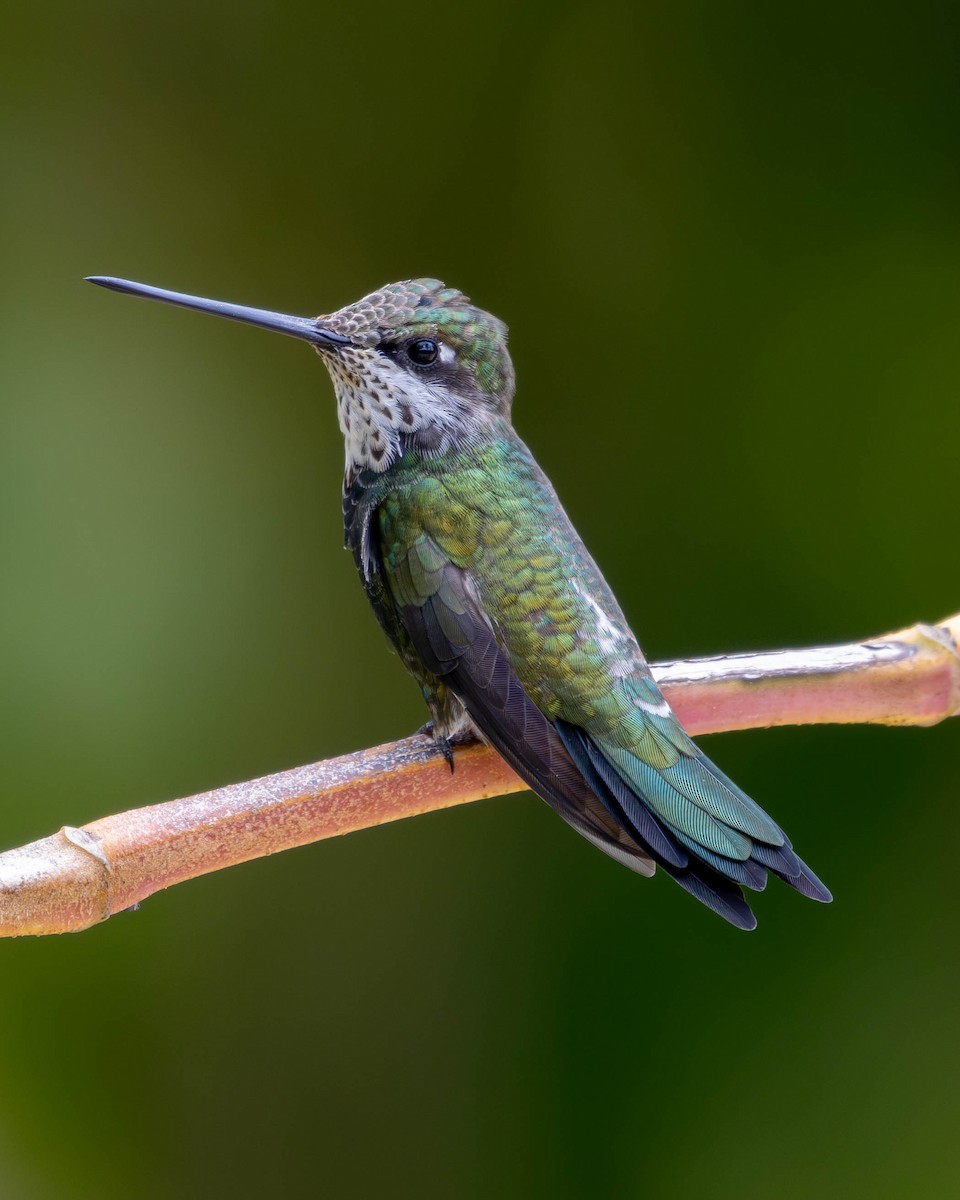 Colibrí Escamoso - ML618932971