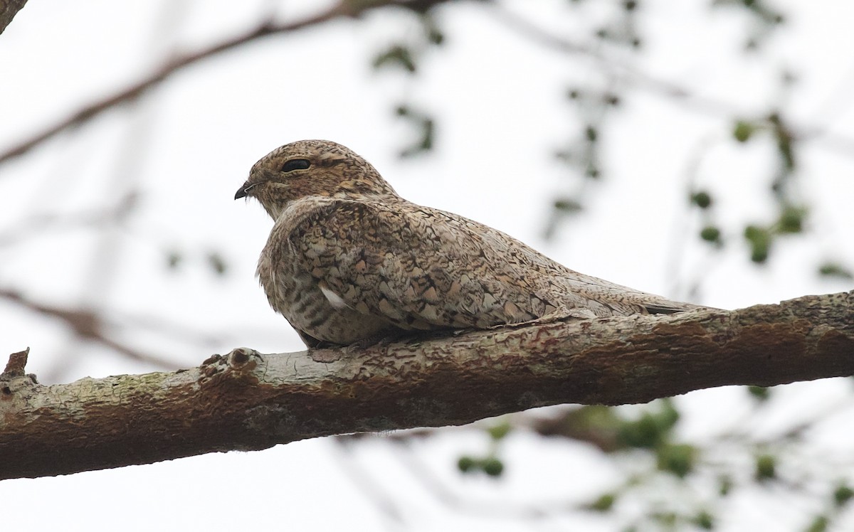 Sand-colored Nighthawk - David Ascanio