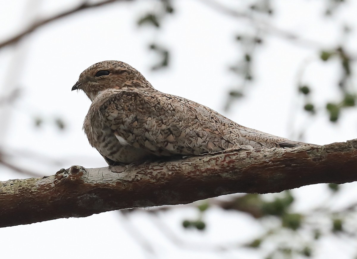 Sand-colored Nighthawk - David Ascanio