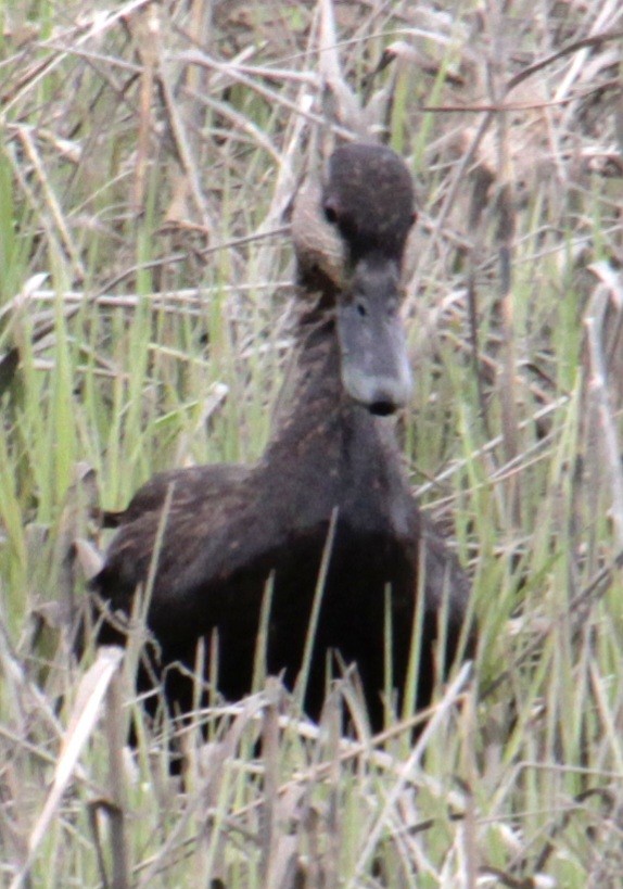 American Black Duck - Samuel Harris